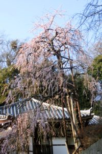 梅花に和尚さん似合いますね、今日は座禅会でした。 花が目立ちませんので、別の老大木「枝垂れ梅」を紹介します。