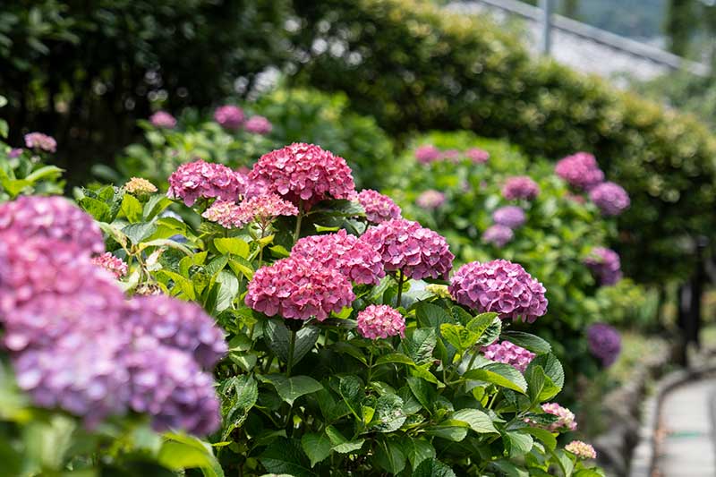 6月の年間行事・法要の様子